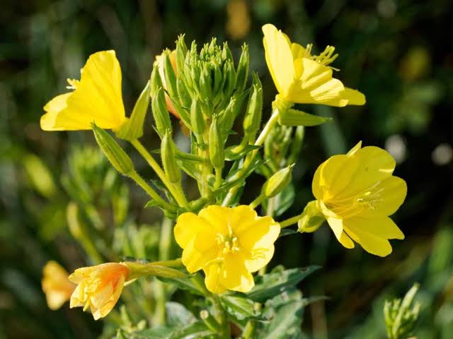 Evening Primrose Oil for Women
