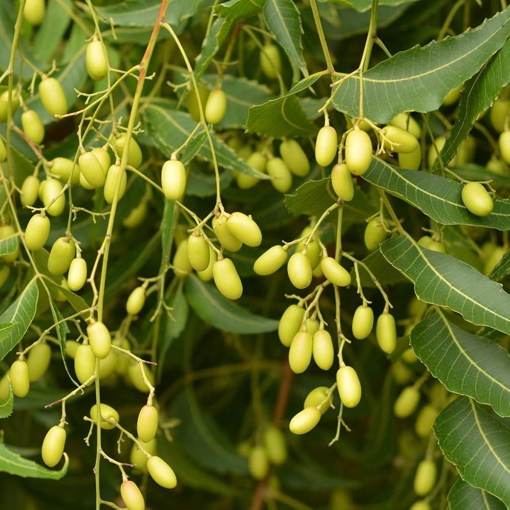 Neem oil capsules